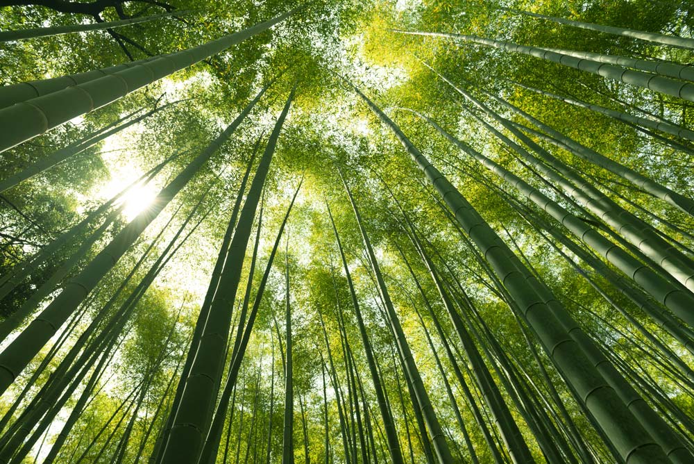 Photo of Bamboos